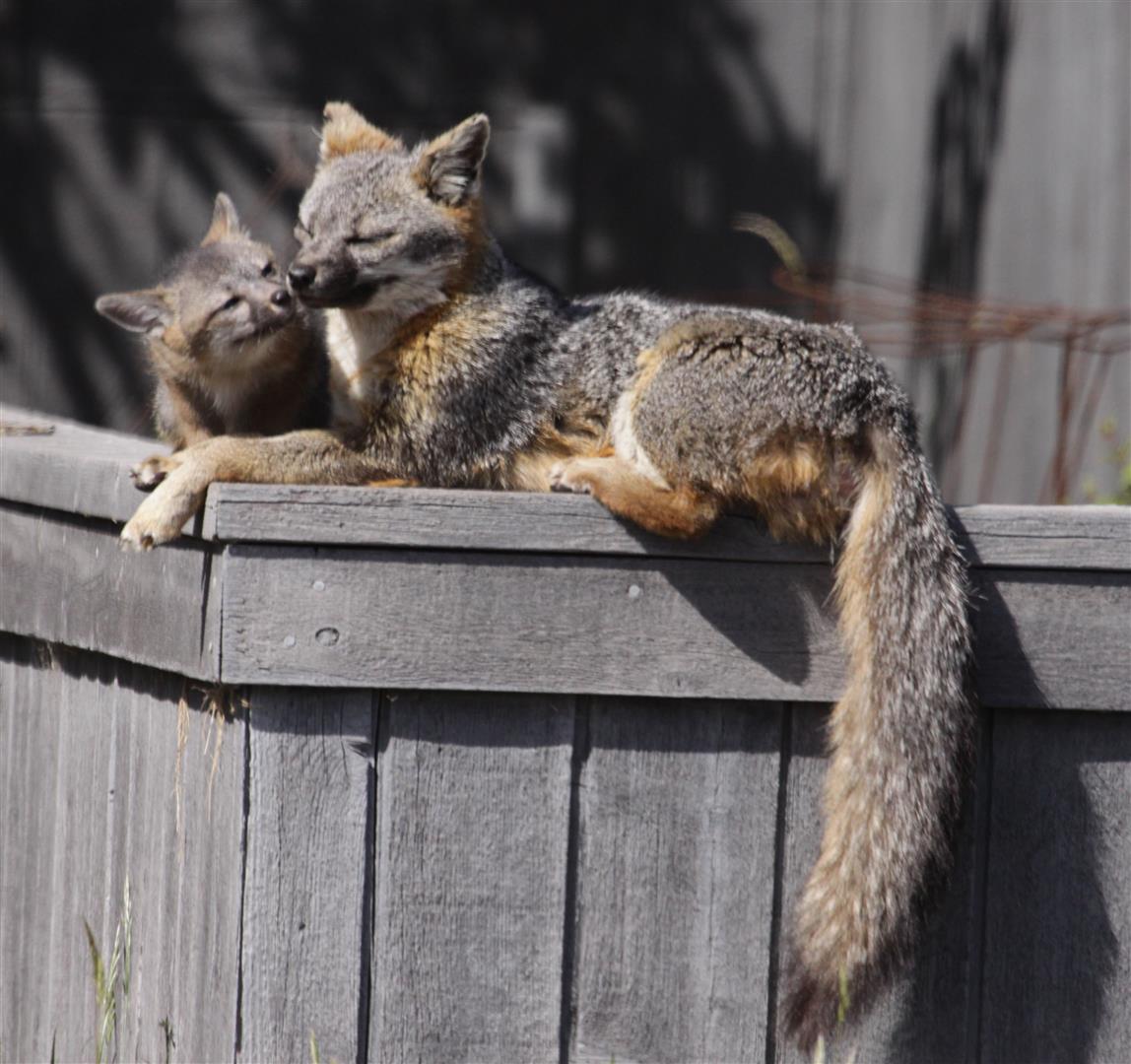 A-Gray-Fox-kit-nuzzles-its-mom-by-Pat-Killen-Large.jpg