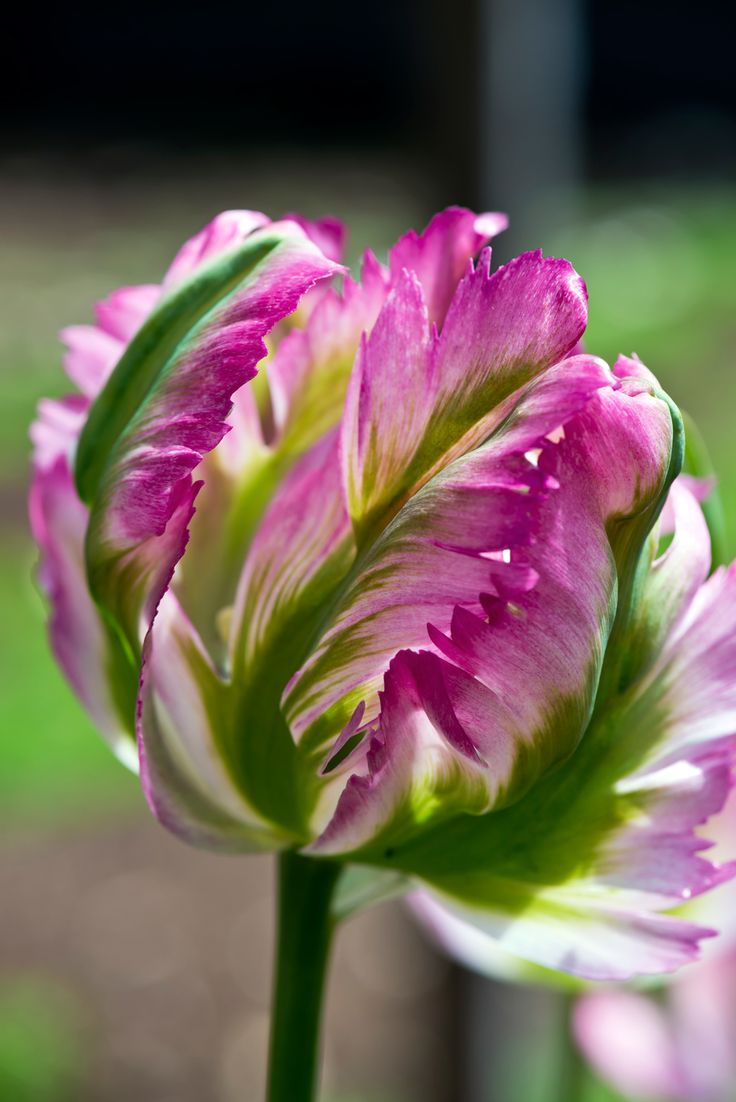 a618de929384b71f31fc95bc8729e21e--purple-tulips-parrot-tulips.jpg