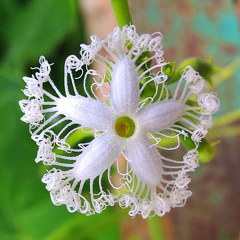 A_Beautiful_flower_of_snake_gourd_plant_(Trichosanthes_cucumerina).jpg