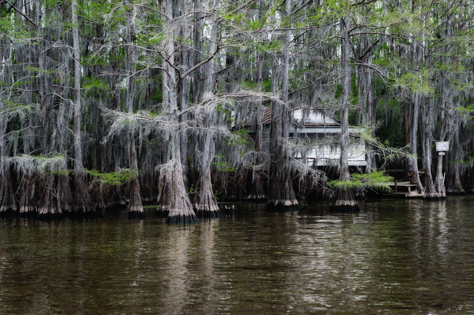 Abandoned Cabin on Caddo Lake.jpg