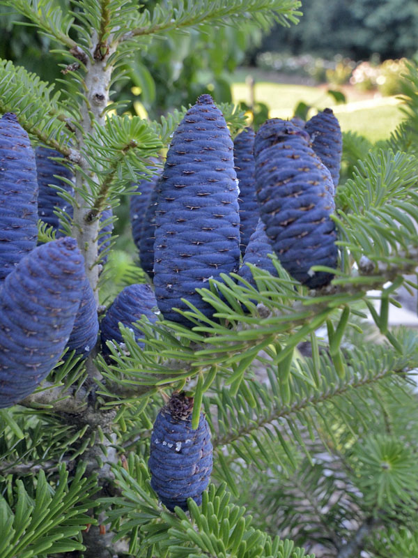 Abies-koreana-cone-fruit.jpg