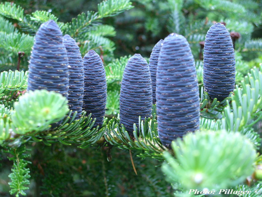 Abies_koreana2.jpg