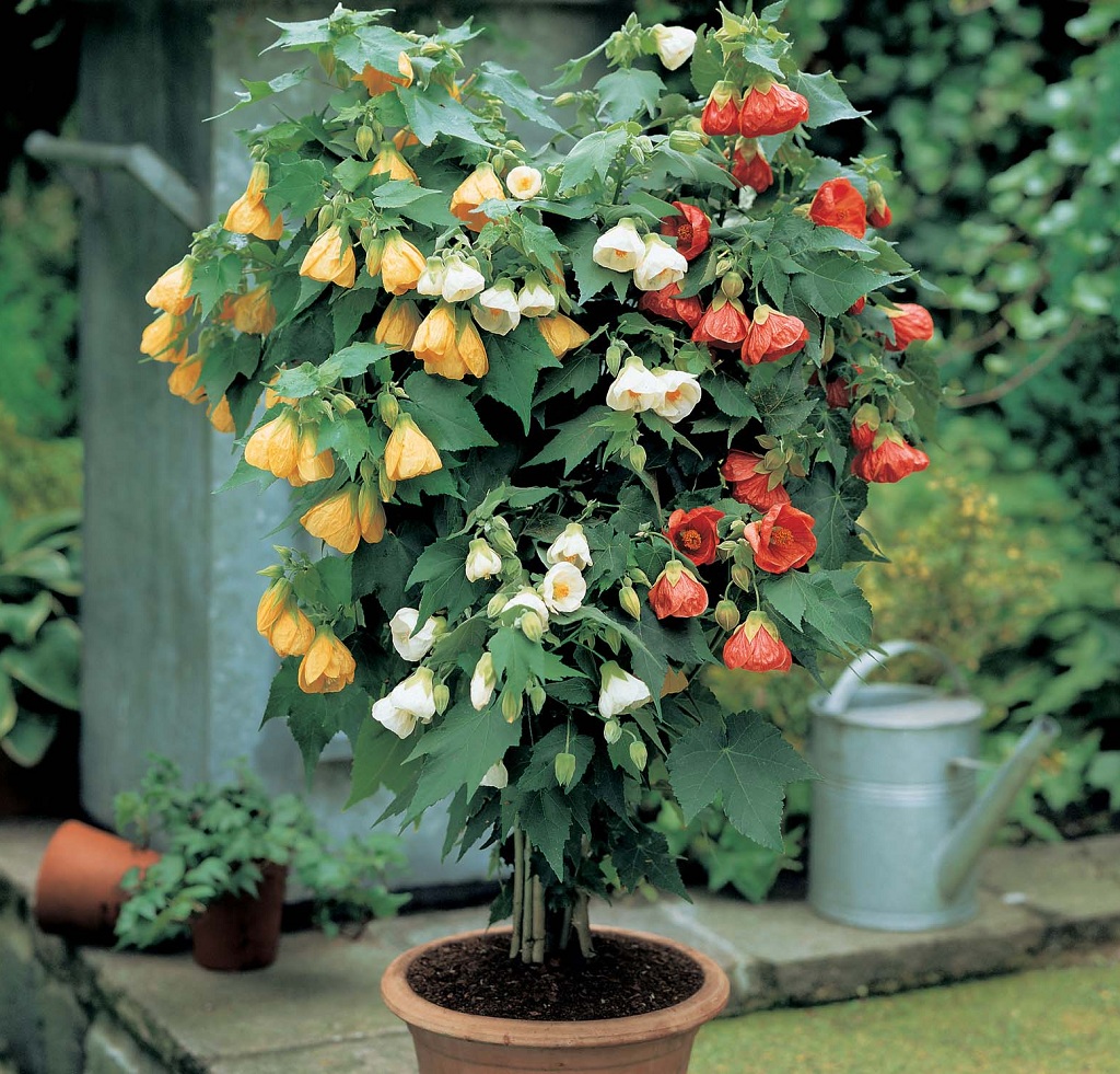 Abutilon-Abutilon.jpg