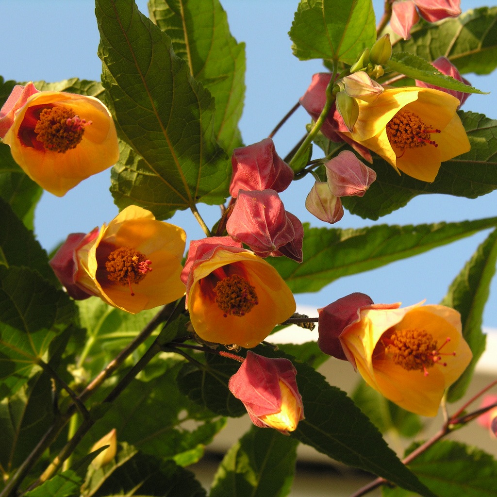 Abutilon05.jpg