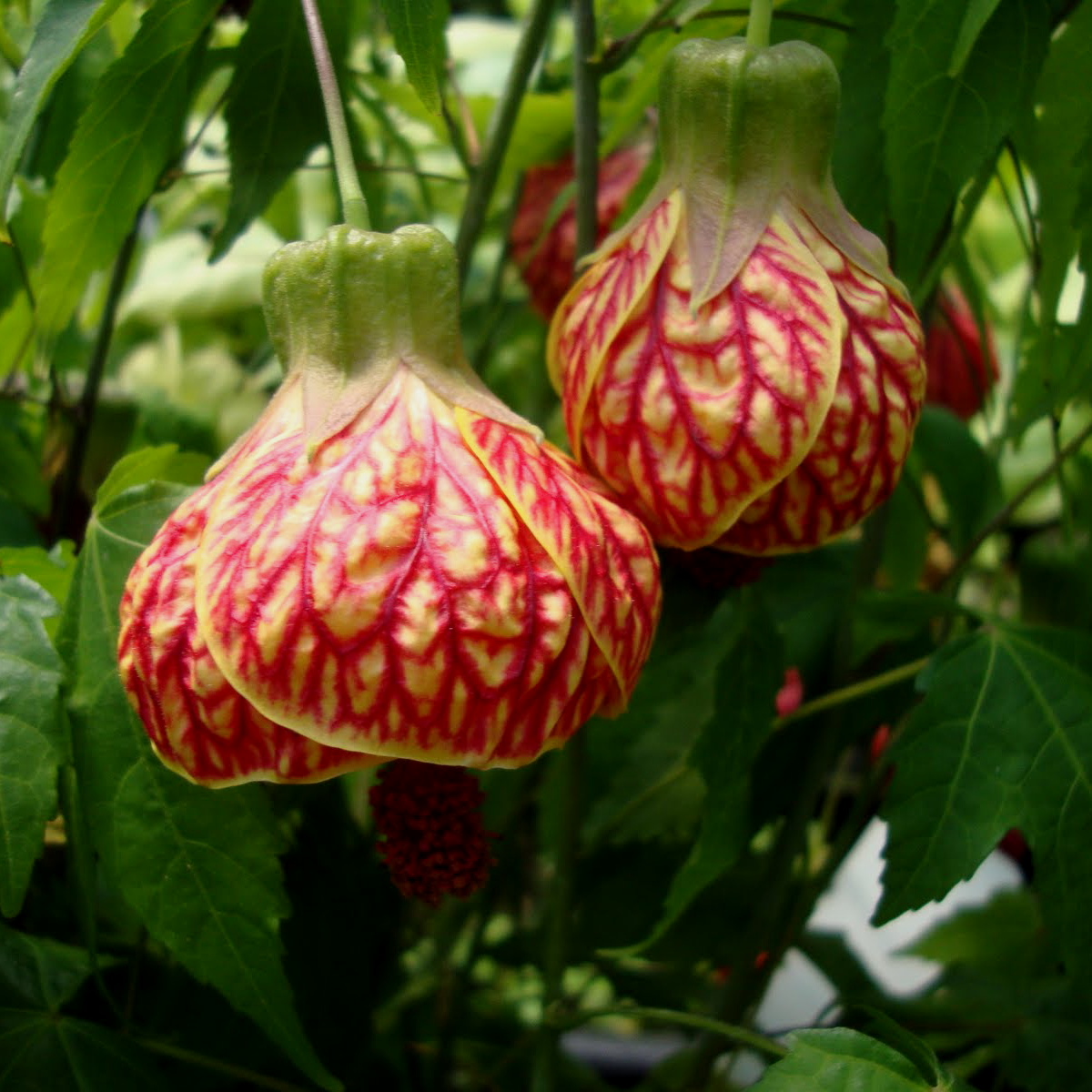 Abutilon_02.jpg