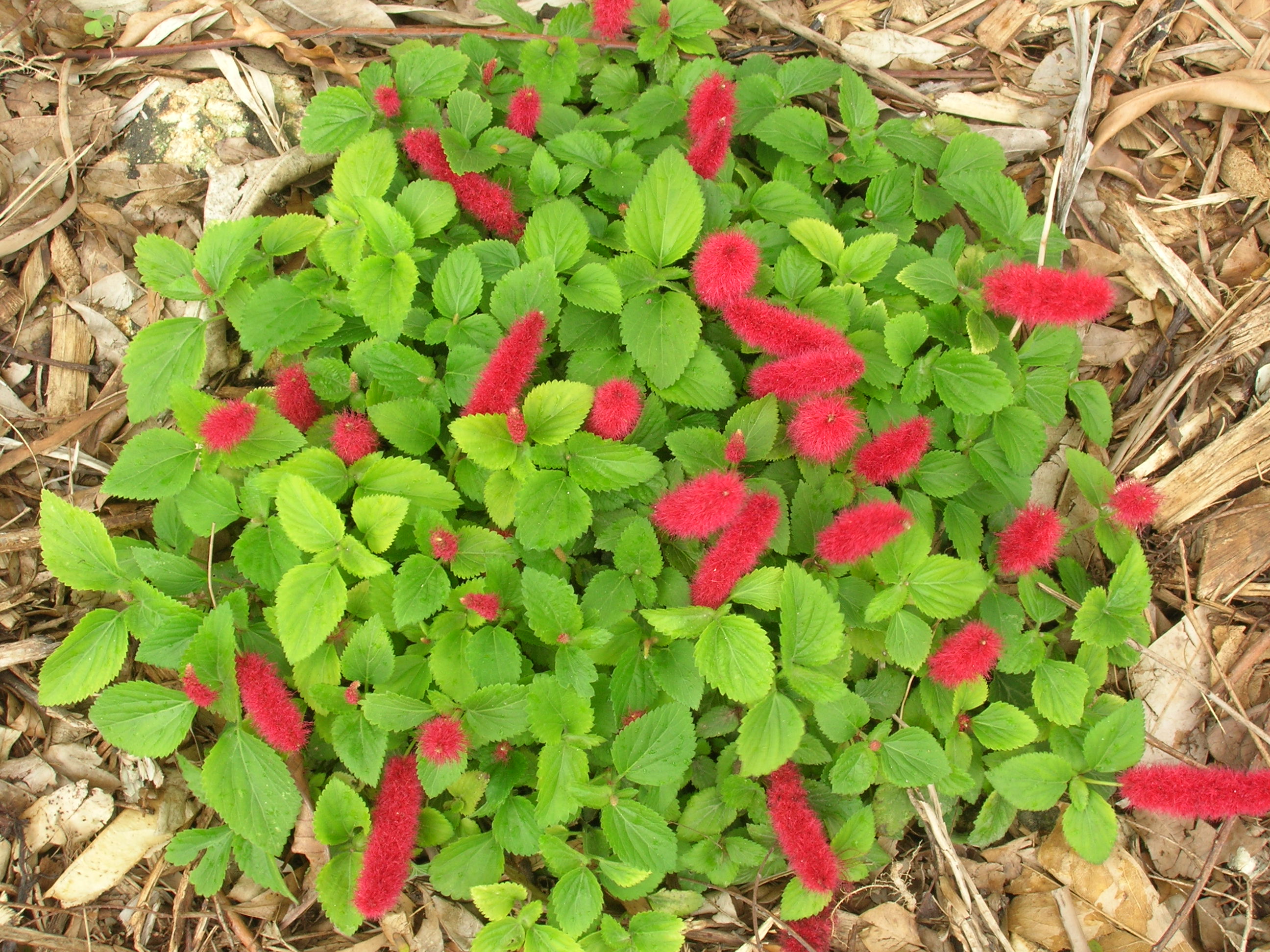 Acalypha-pendula-Dwarf-Chenille1.jpg