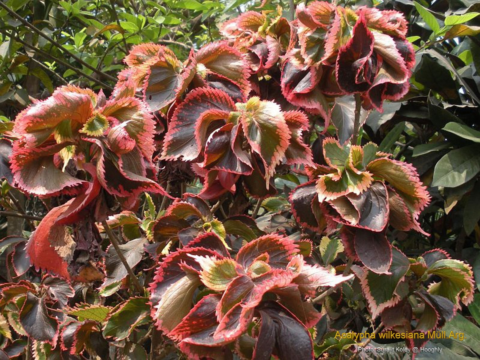 Acalypha- plant.jpg