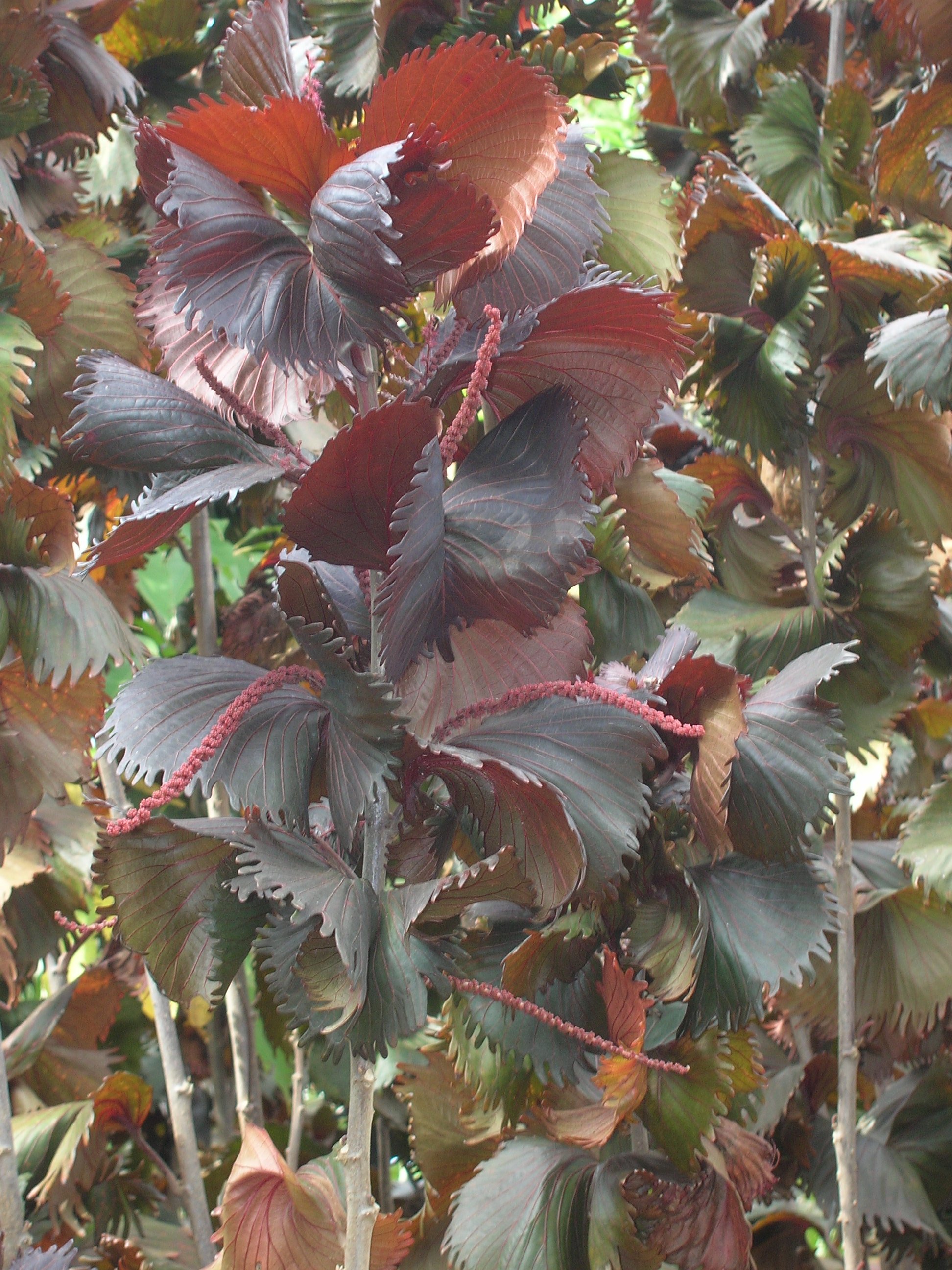 Acalypha-wilkesiana-Fire-Dragon-Copperleaf-Acalypha1.jpg