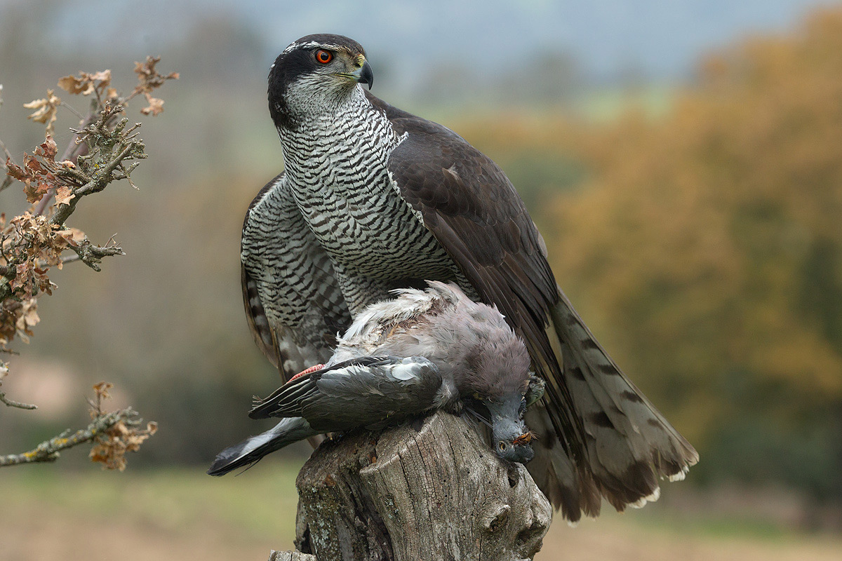 Accipiter-gentilis.jpg