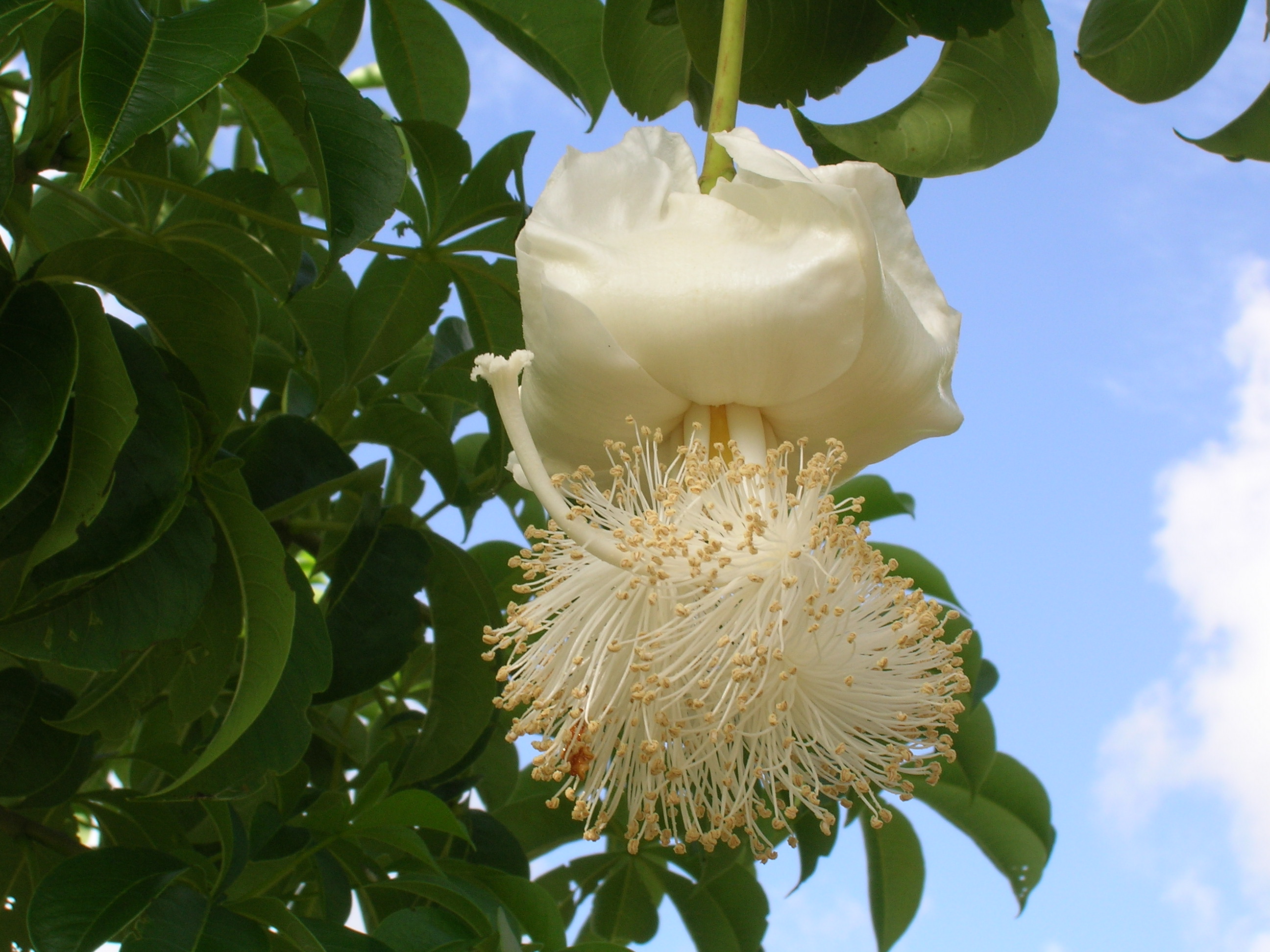 Adansonia-digitata-Baobab-Tree1.jpg