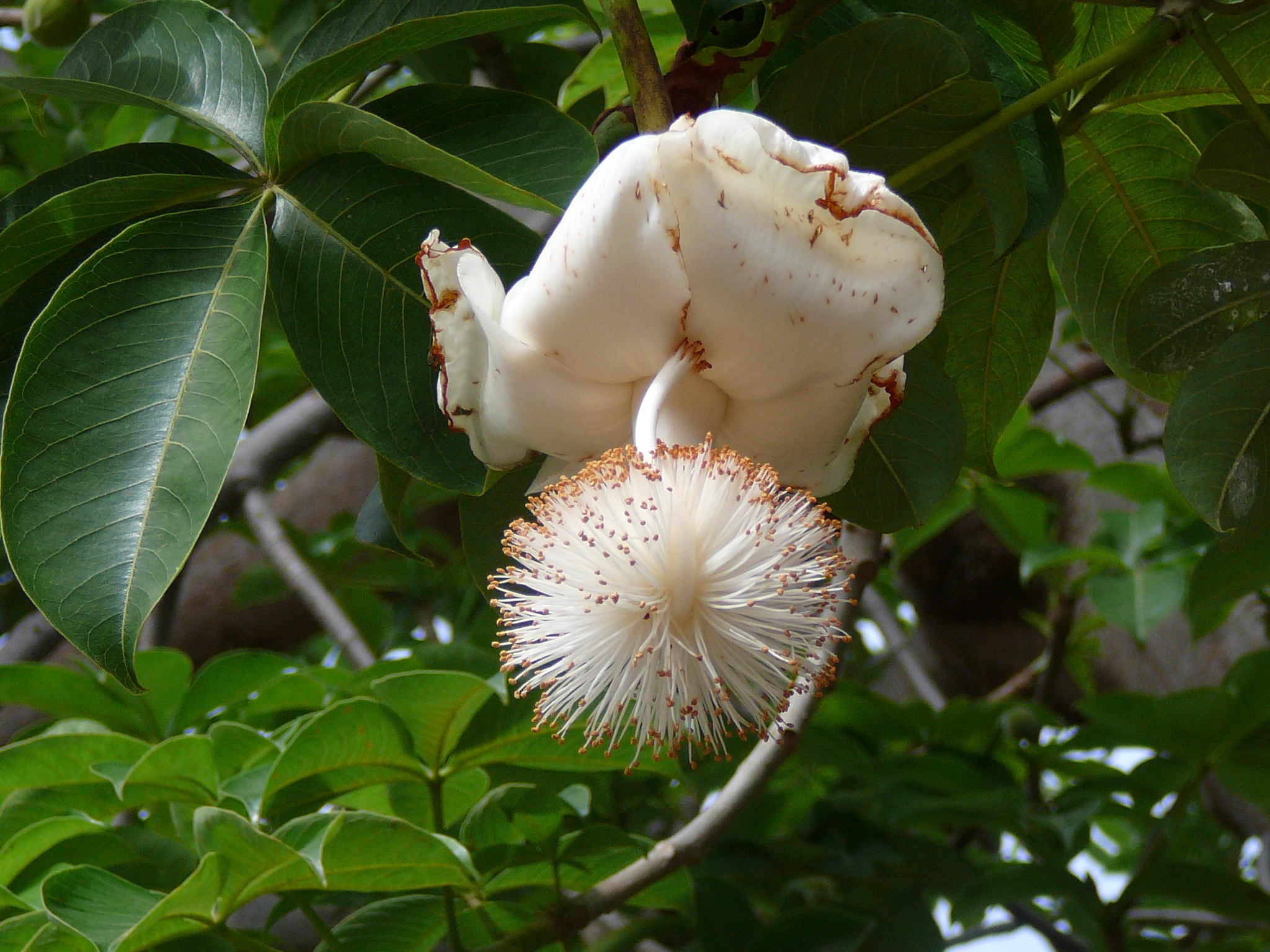 Adansonia_digitata_0011.jpg