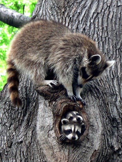 adorable-raccoon-family-in-tree.jpg