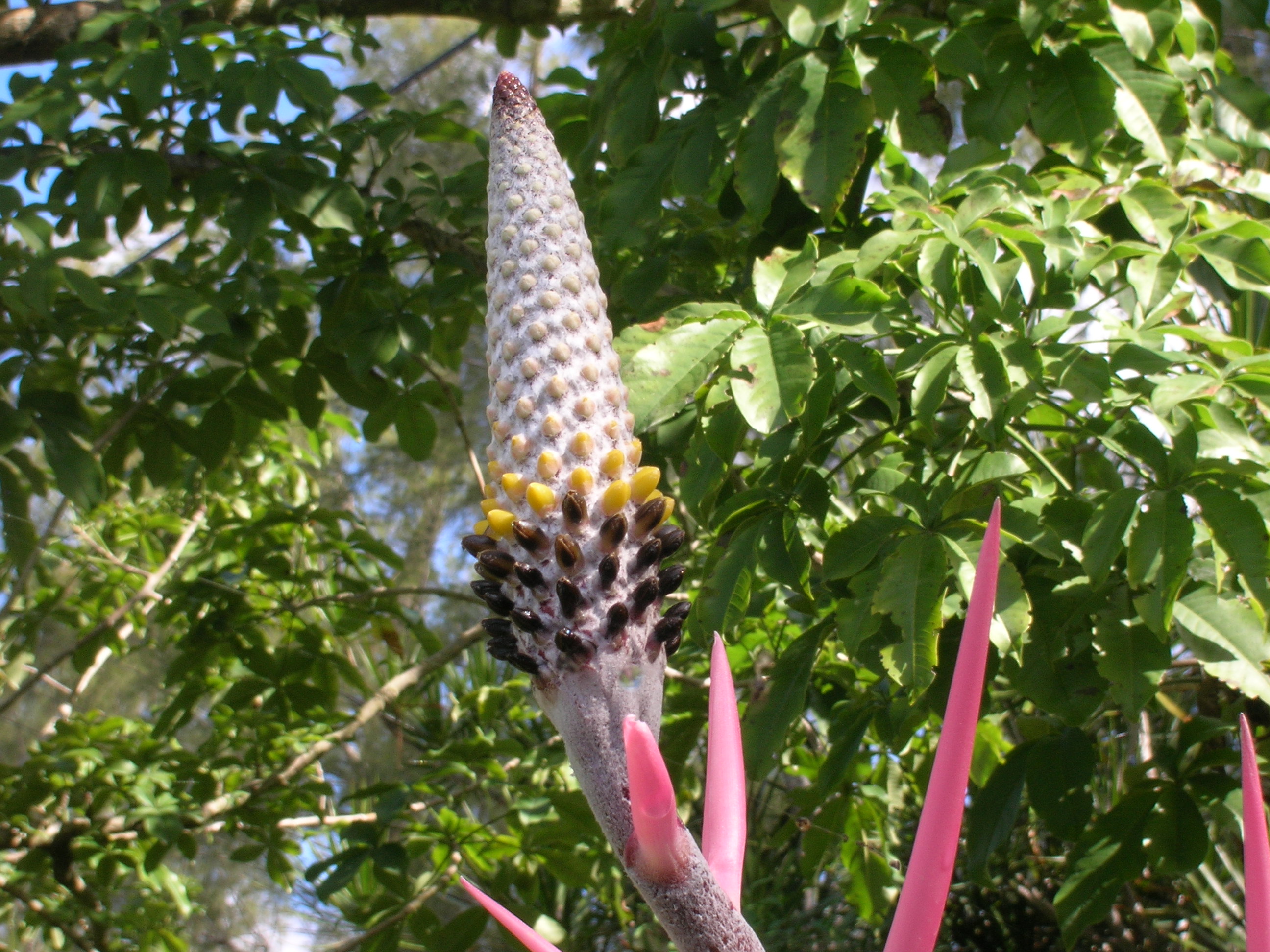 Aechmea-maculata-Bromeliad1.jpg