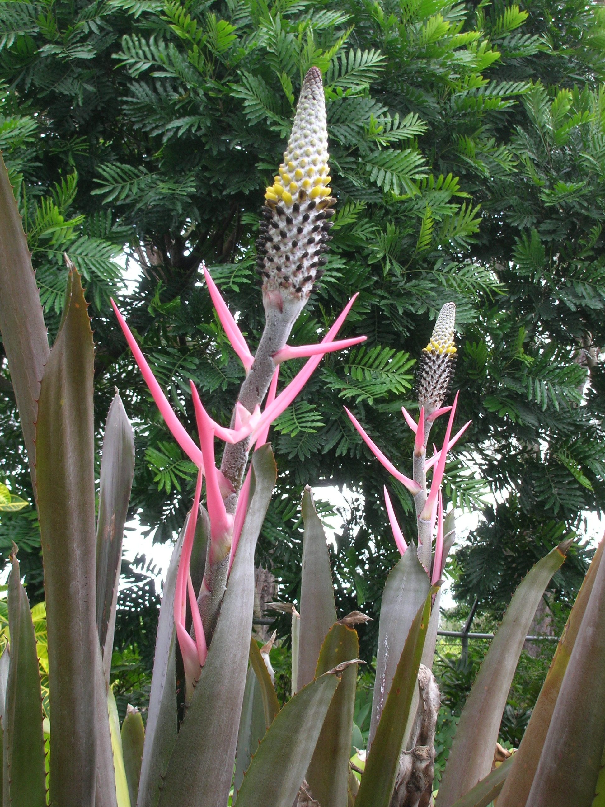 Aechmea-maculata-Bromeliad3.jpg