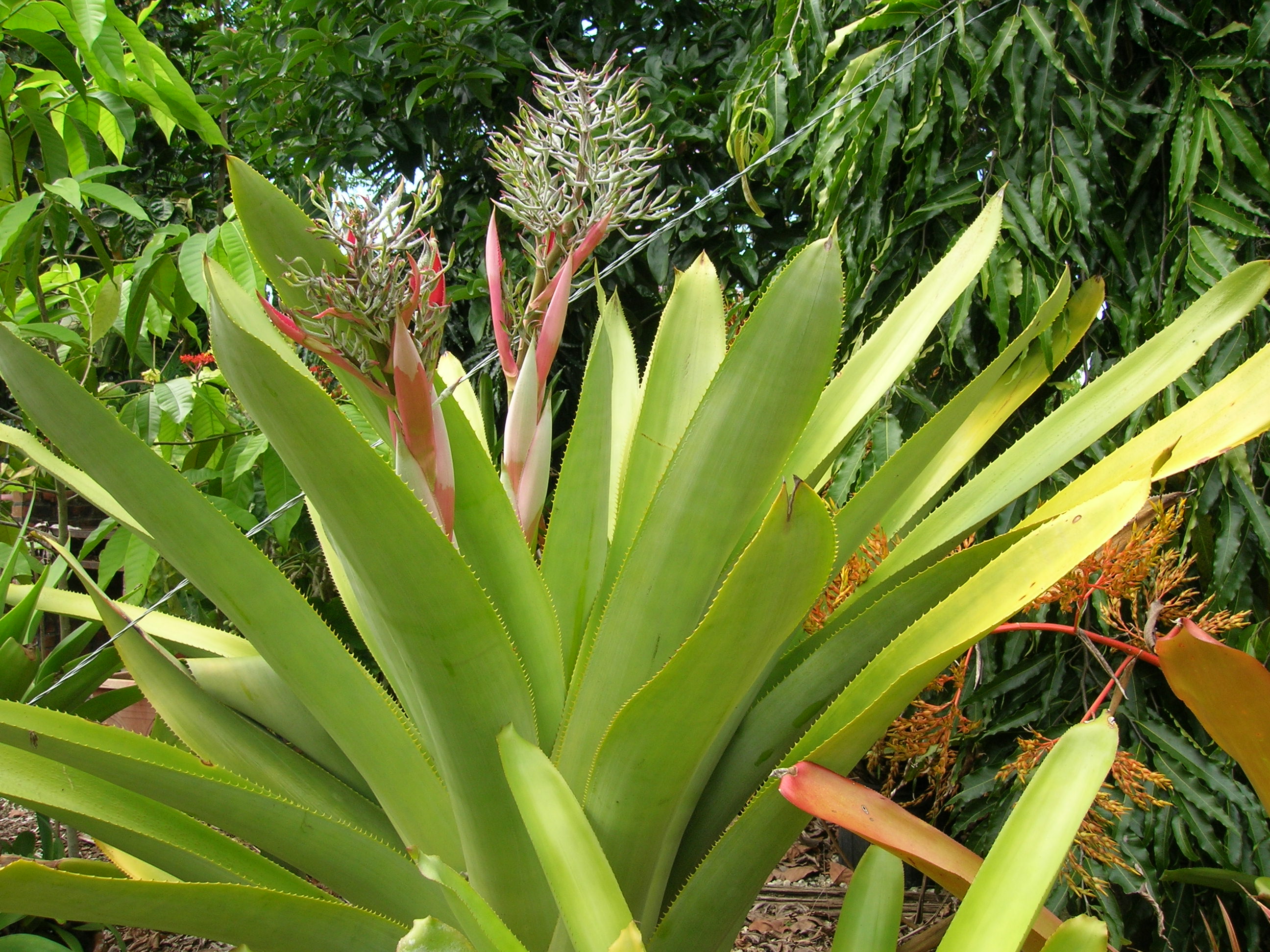 Aechmea-sp.-Bromeliad.jpg