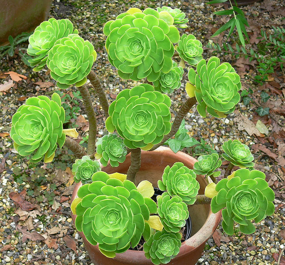 Aeonium-arboreum-2.jpg