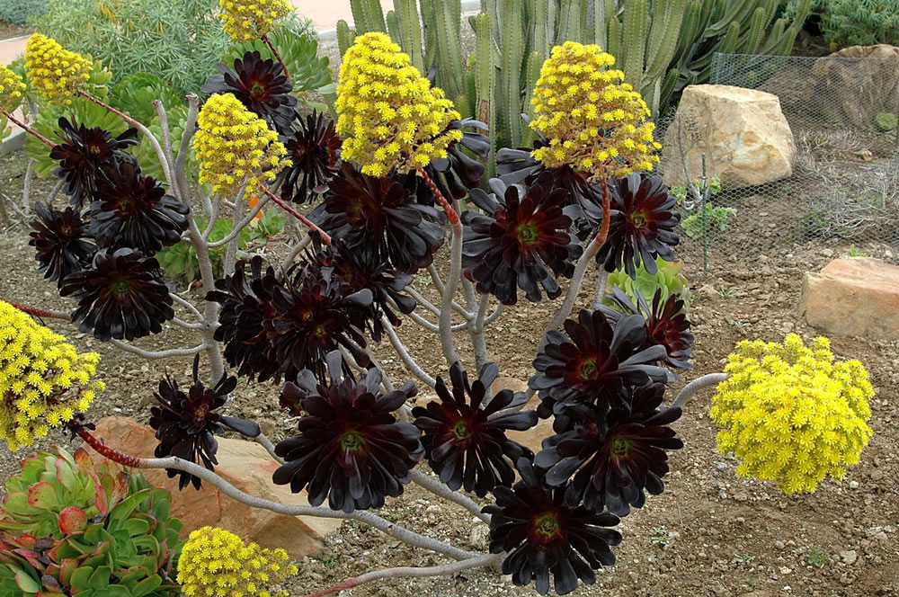 Aeonium-arboreum-var-atropurpureum.jpg