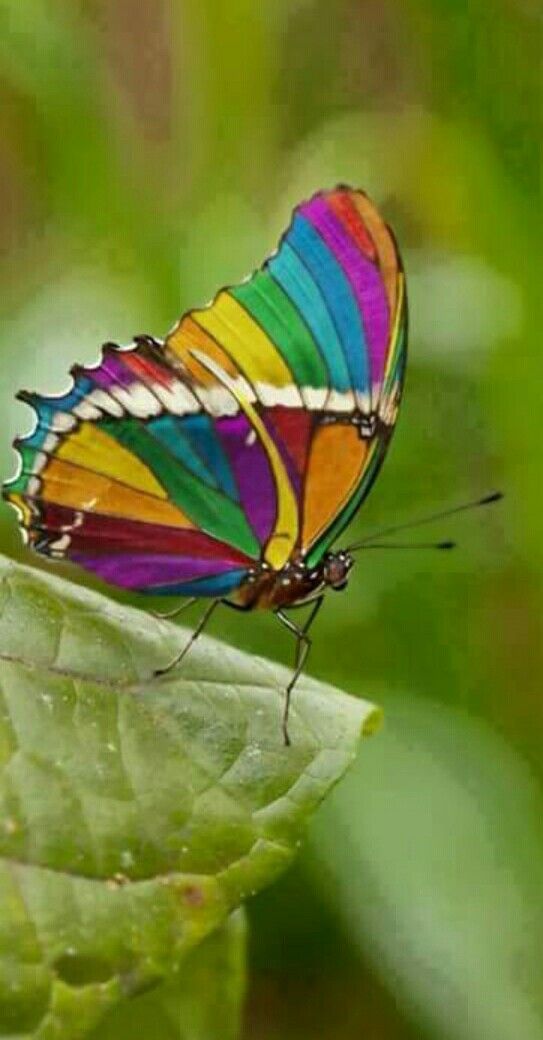 afbe006366f9cfb61857999faa91fd80--rainbow-colours-caterpillar.jpg