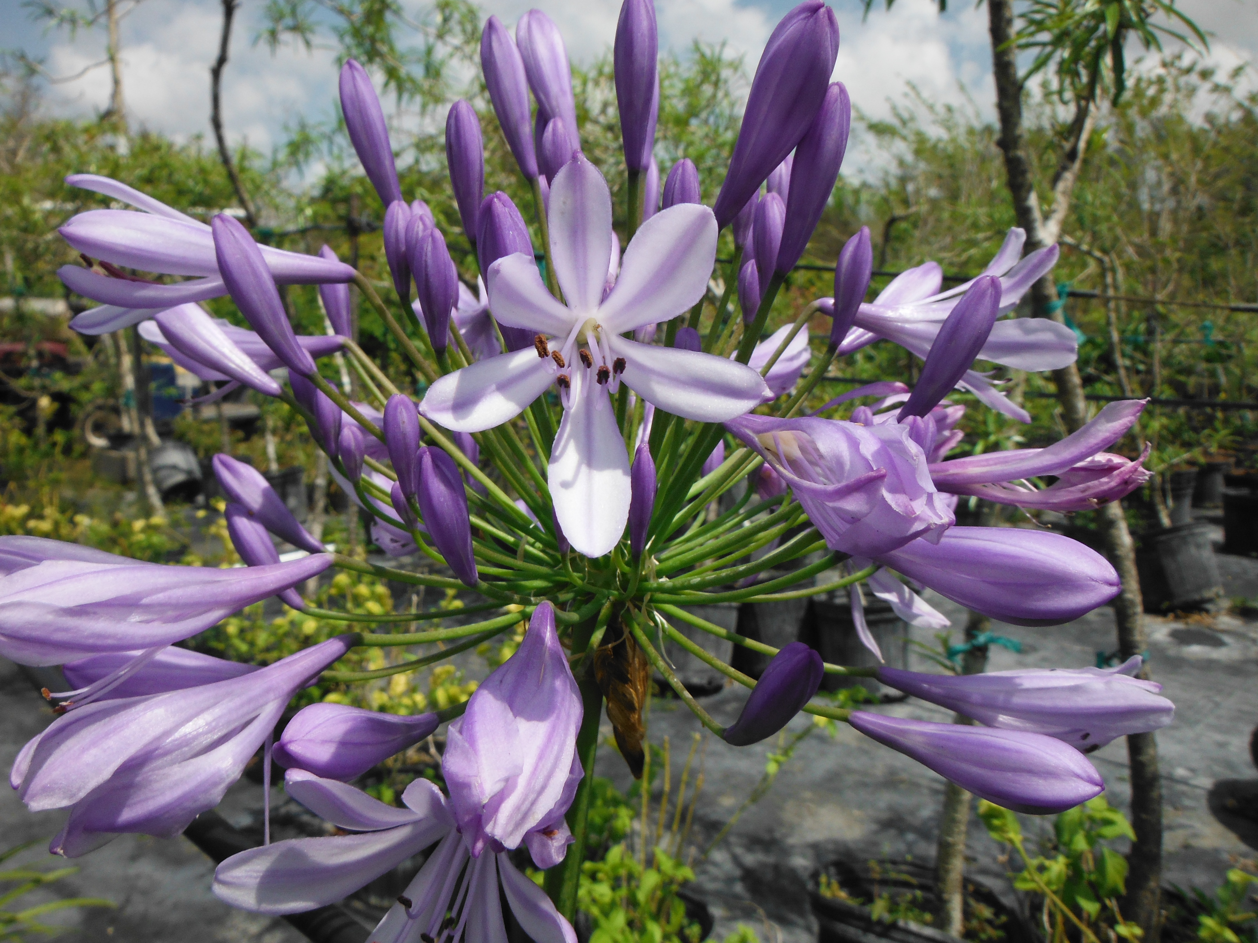 Agapanthus-africanusAfrican-Lily2.jpg