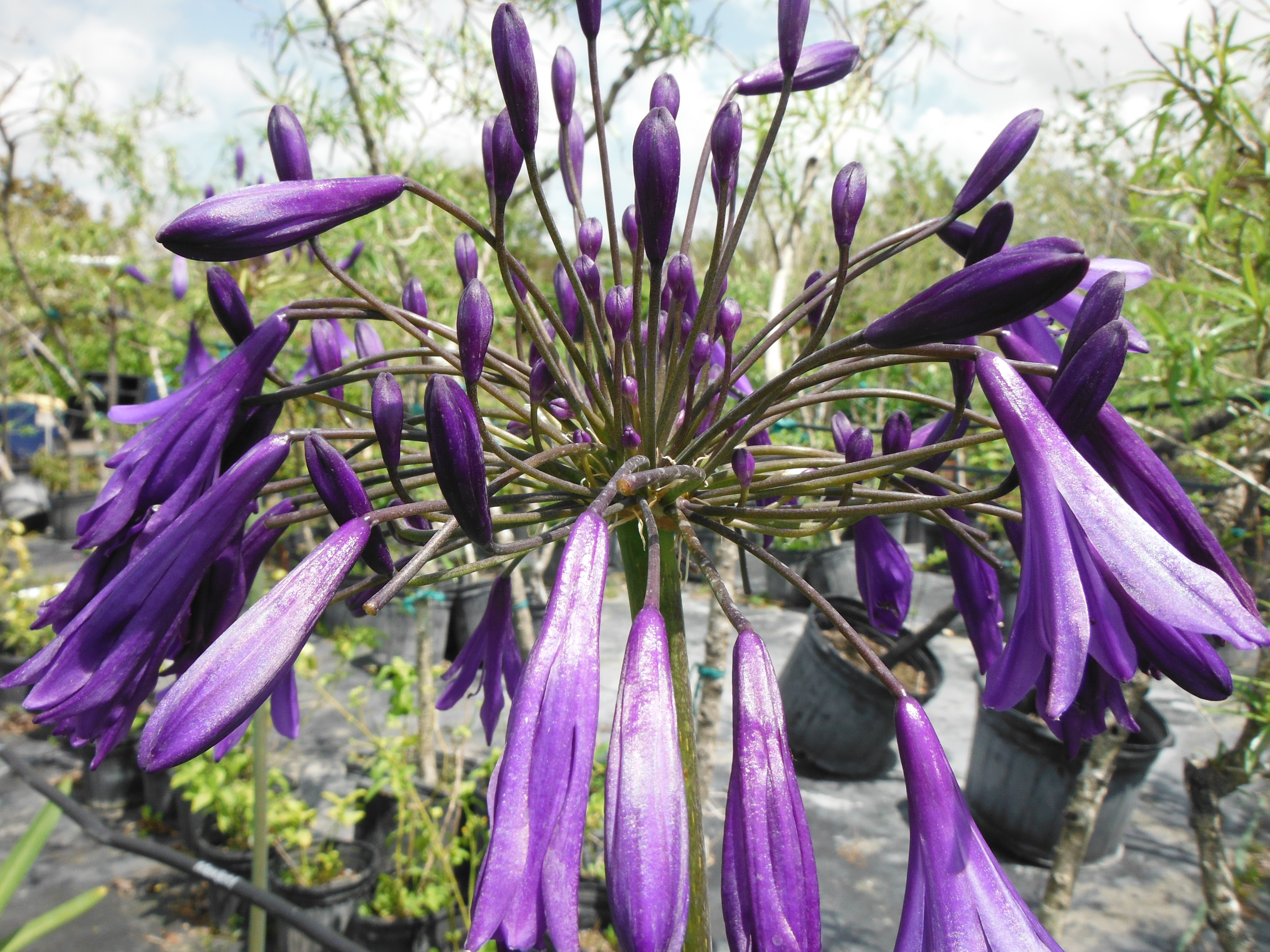 Agapanthus-africanusAfrican-Lily4.jpg