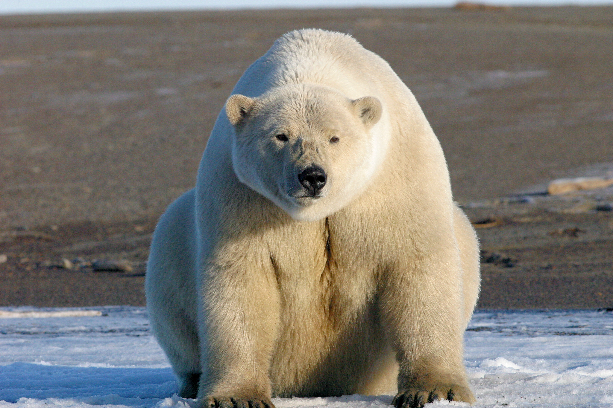 Alaska-Polar-Bear-Northern-Shore-.jpg