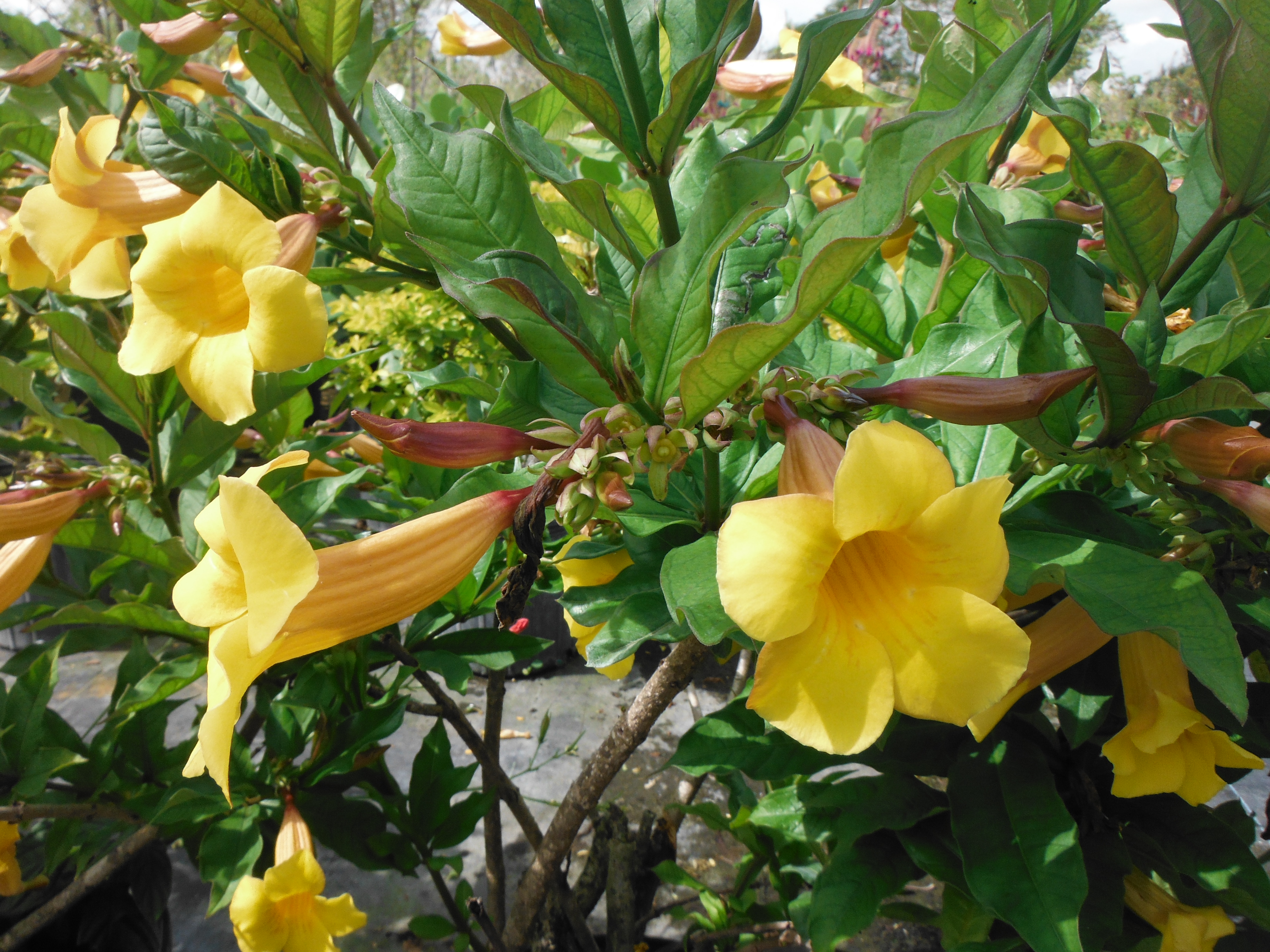 Allamanda-catharticaGolden-Trumpet-Shrub1.jpg