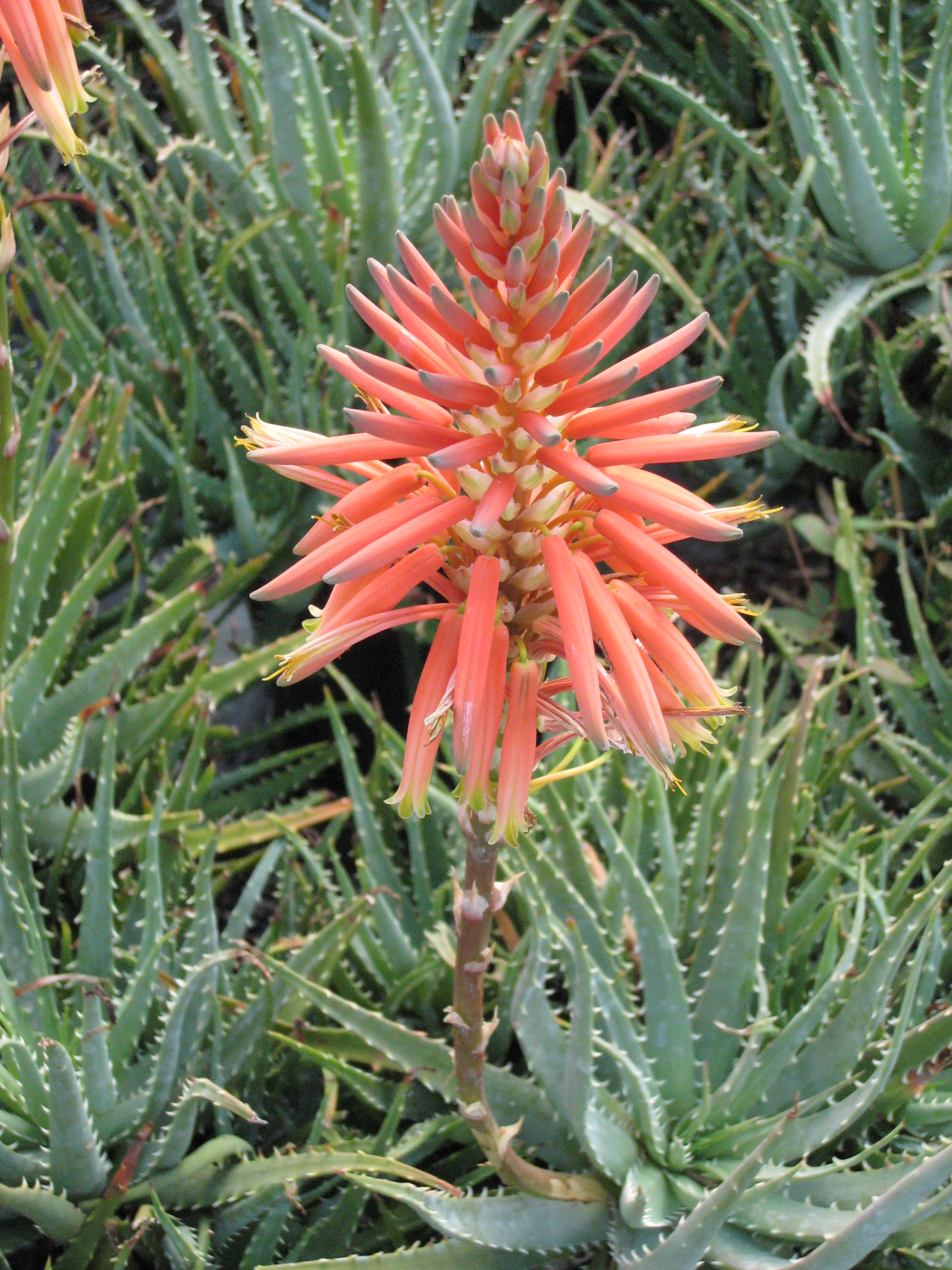 Aloe-humilis-HedgehogHedgehog-Aloe5.jpg