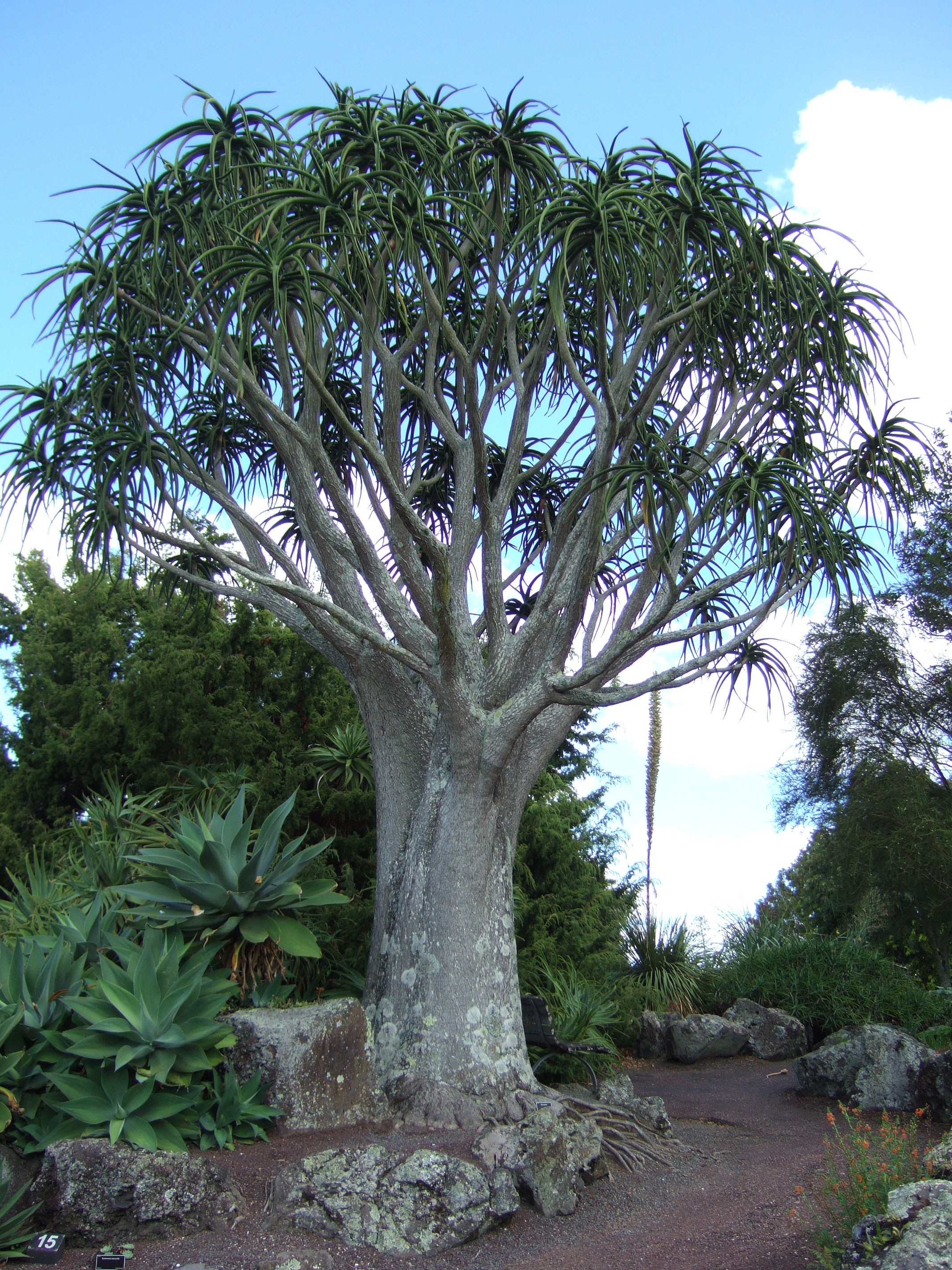 Aloe_bainesii.JPG