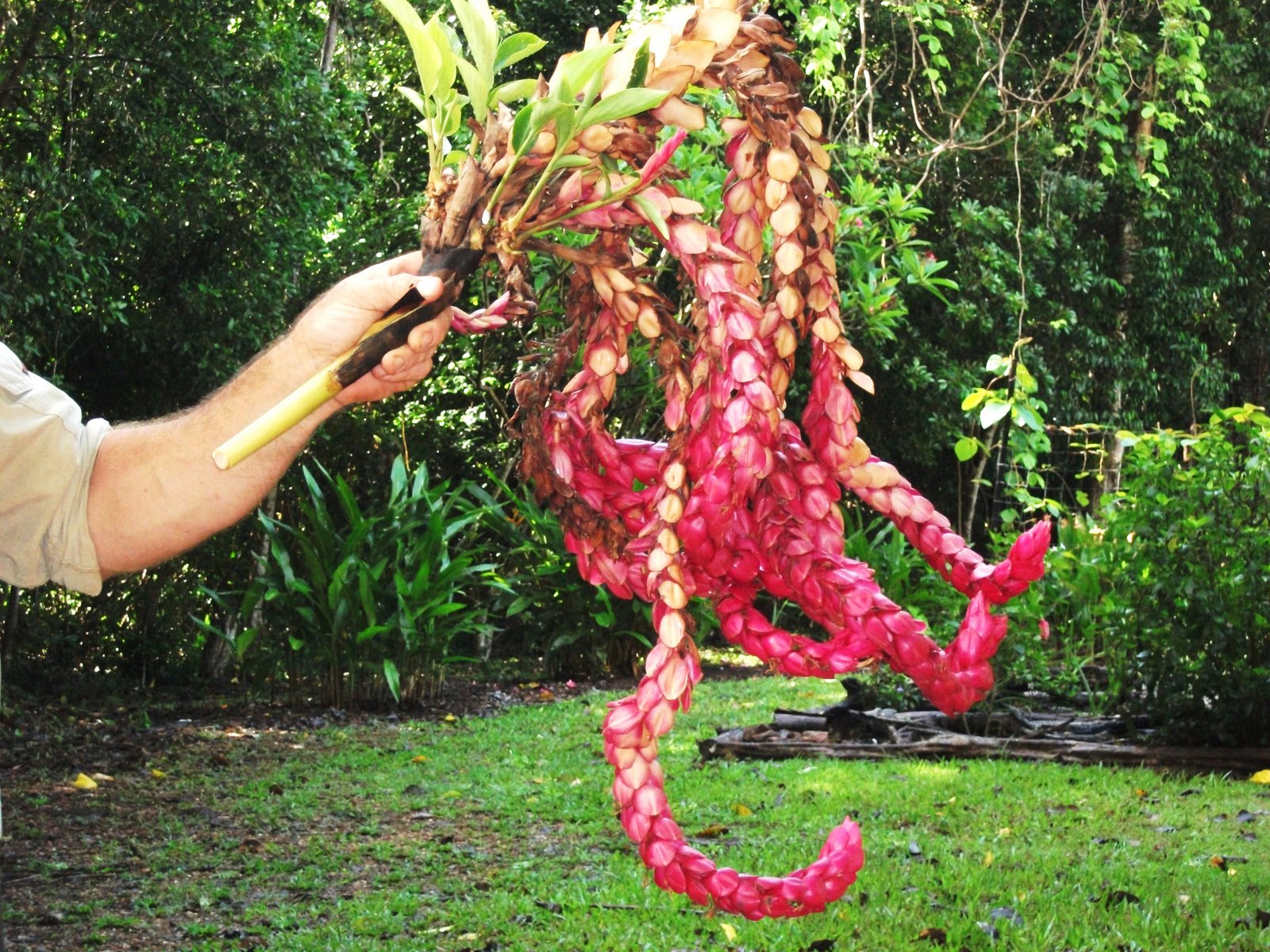 Alpinia purpurata [giant ) ginger (3).JPG