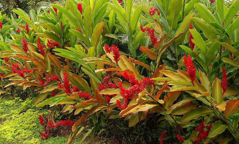 Alpinia-purpurata.jpg