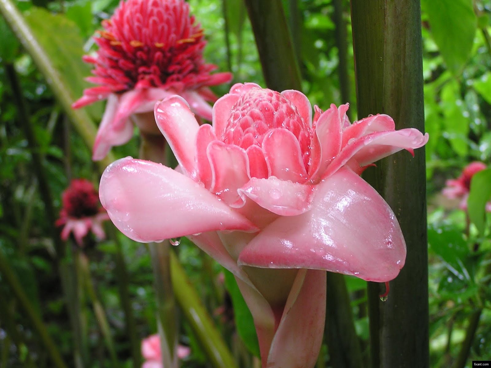 Alpinia purpurata - Red Ginger lily - Barbados.JPG