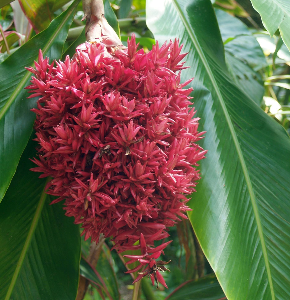 Alpinia-purpurata-'Tahitian-Double'.jpg