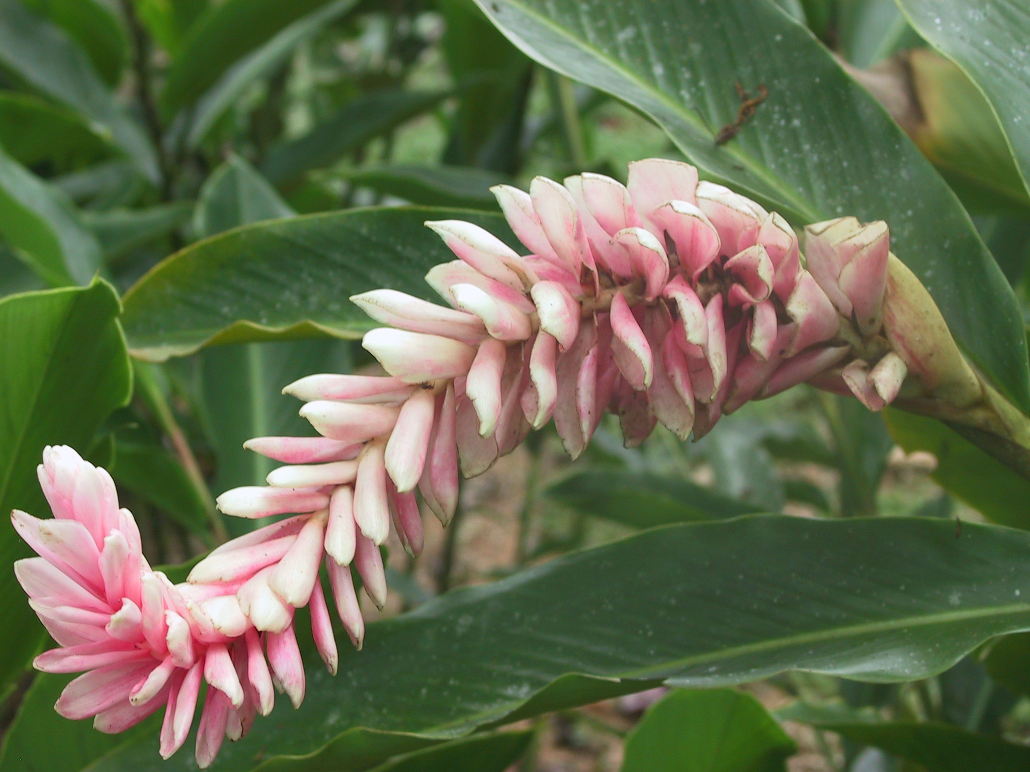 Alpinia_purpurata20020311_1.JPG