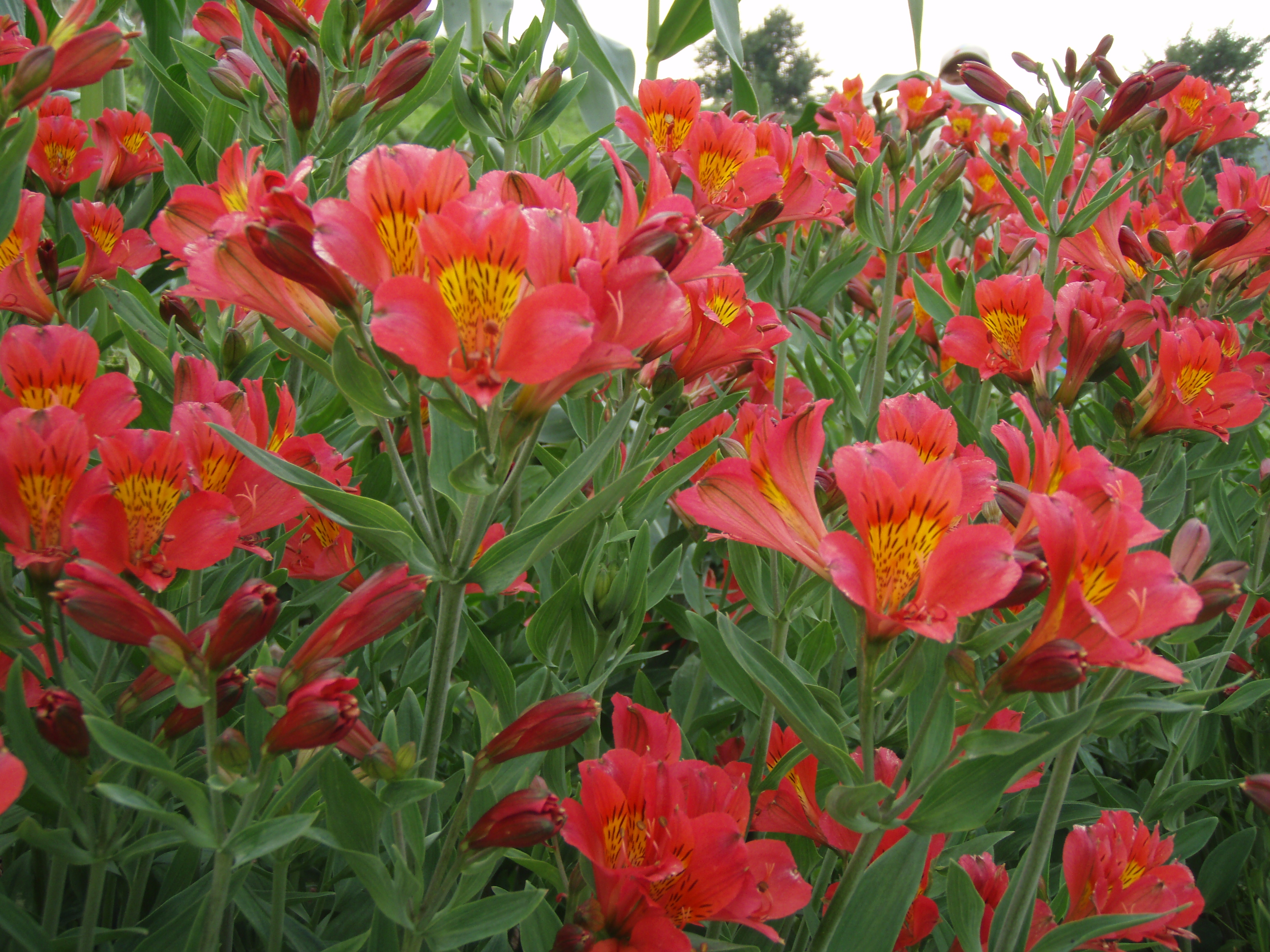 Alstroemeria01.jpg