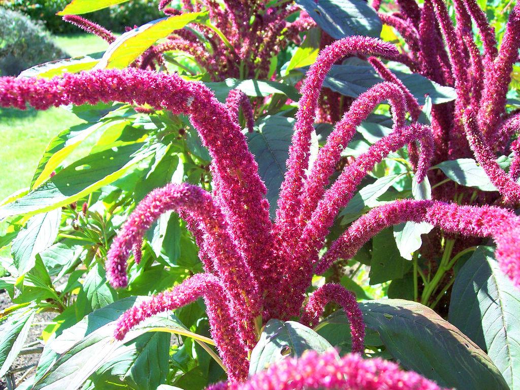 Amaranthus_caudatus_11.jpg