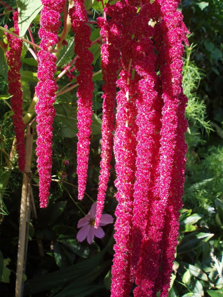 Amaranthus_caudatus_9.jpg