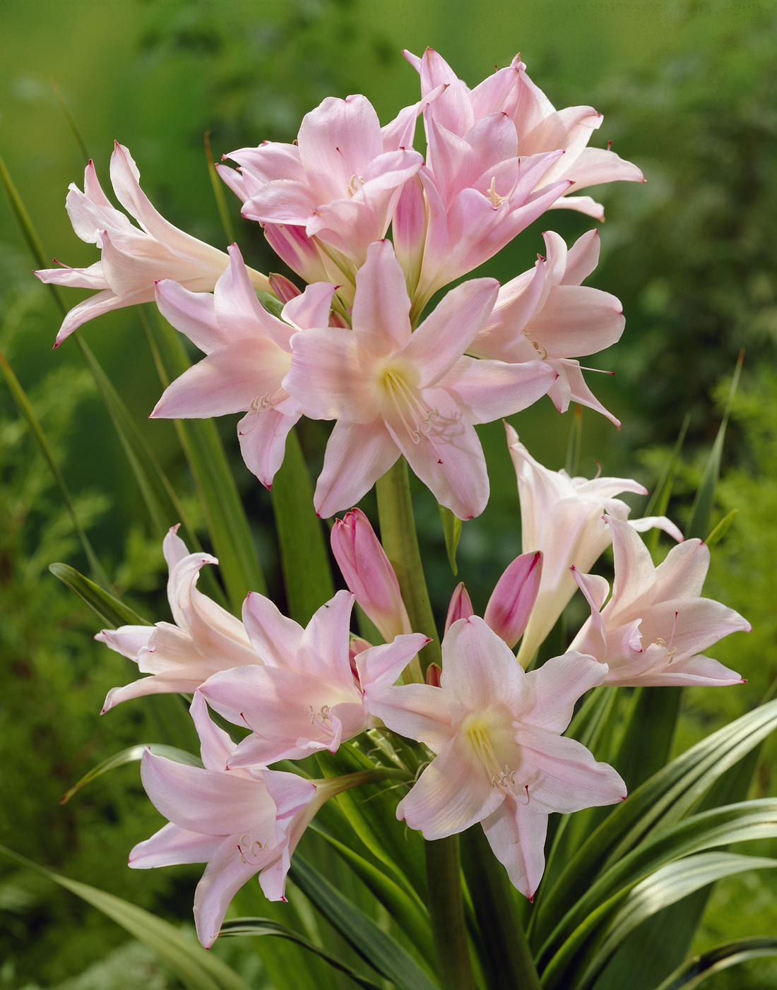 Amarcrinum_howardii.jpg