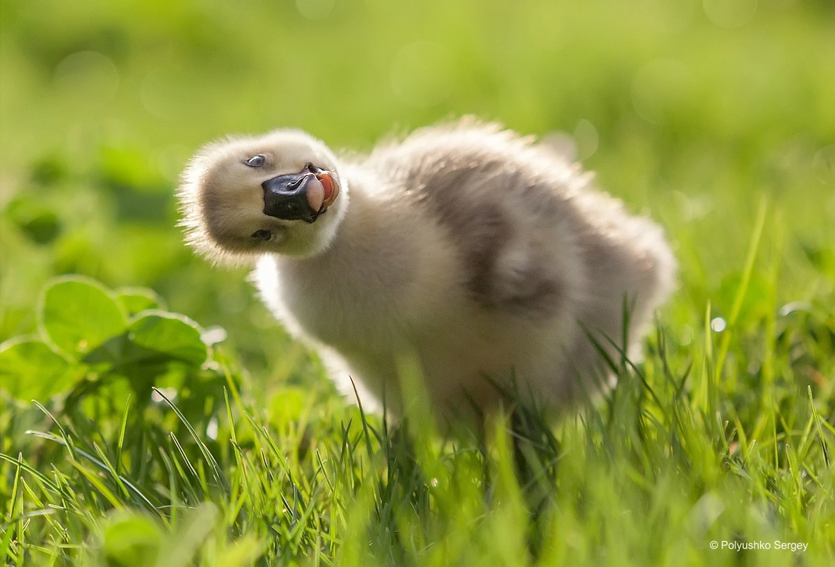 Amazing-portraits-of-animals-by-Sergey-Polyushko-00.jpg