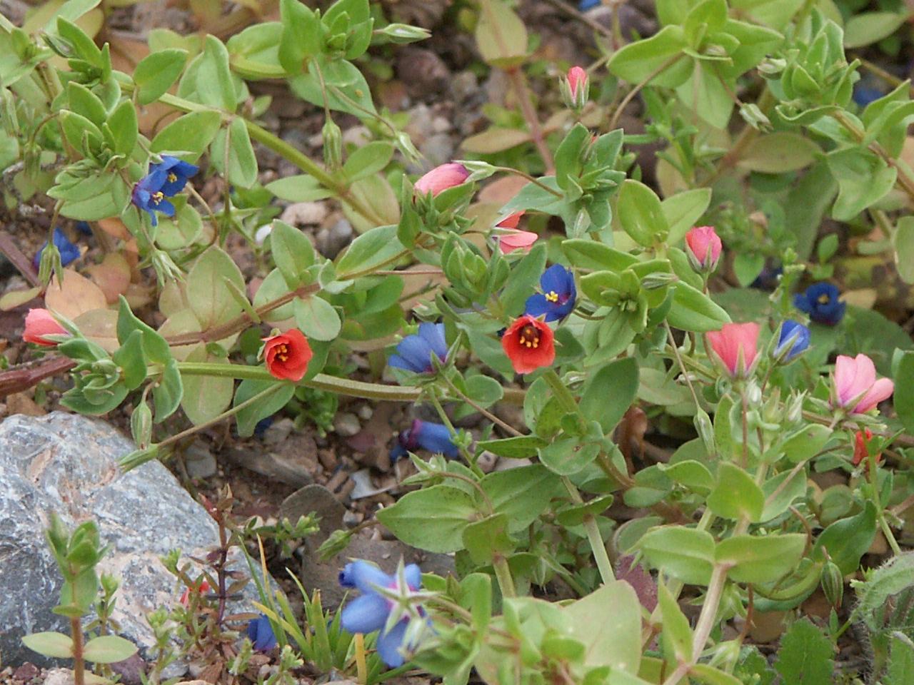 Anagallis-arvensis-1.jpg