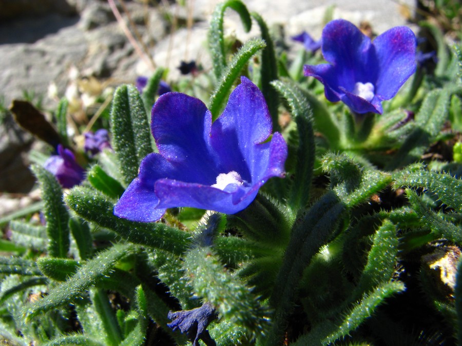 Anchusa_cespitosa_2.JPG