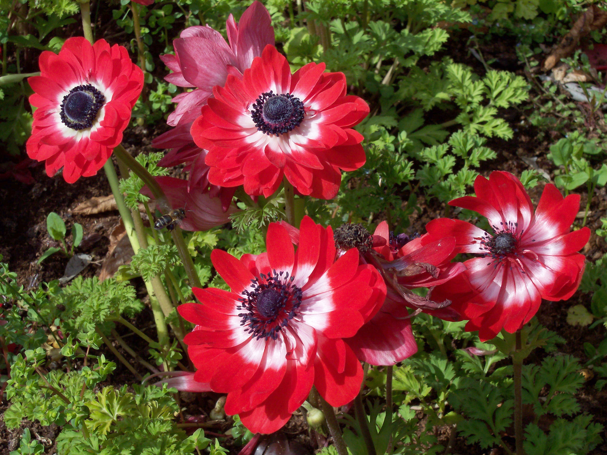 Anemone_coronaria_The_Governor_RJB.JPG