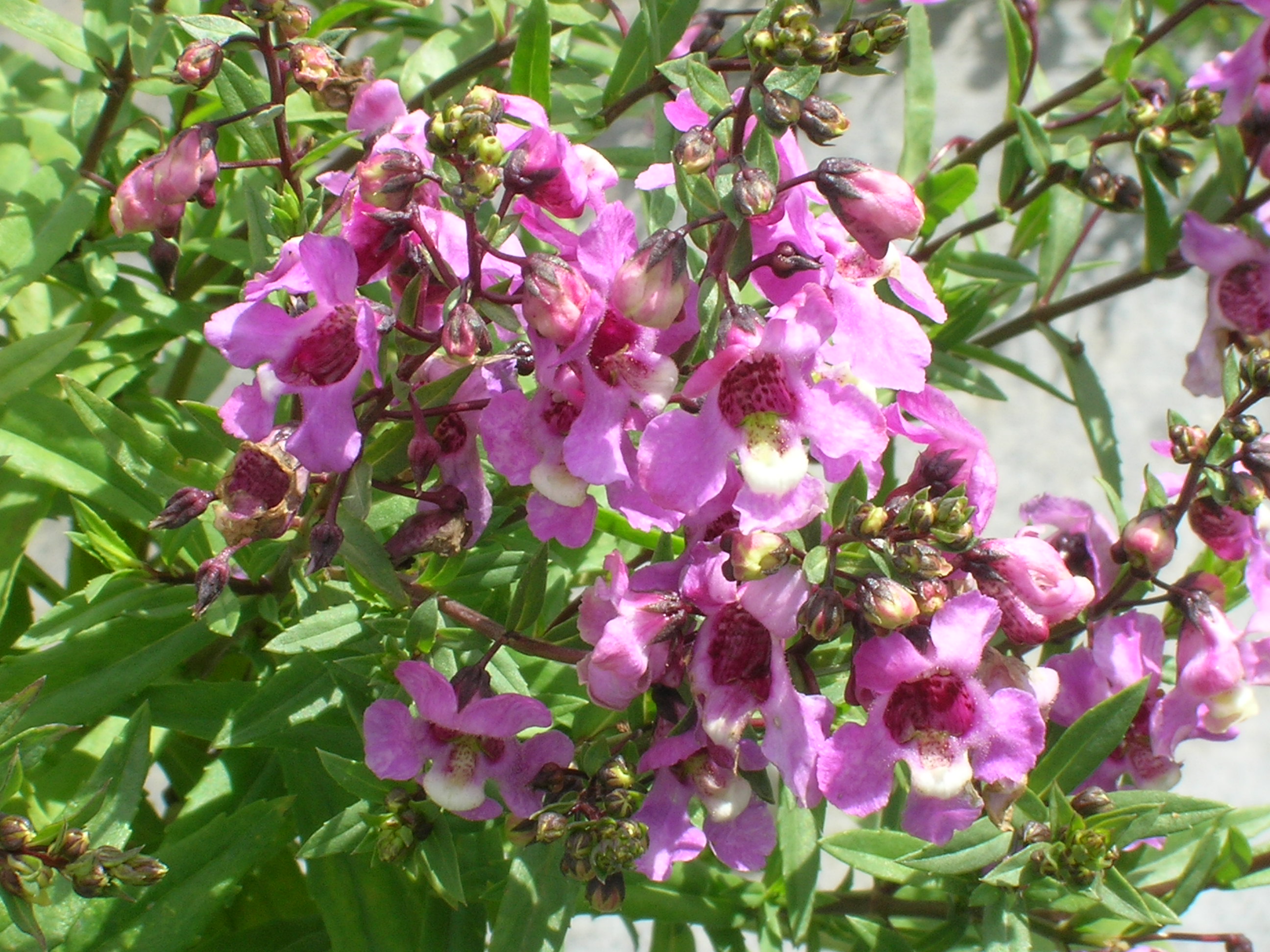 Angelonia-angustifolia-Angel-Flower1.jpg