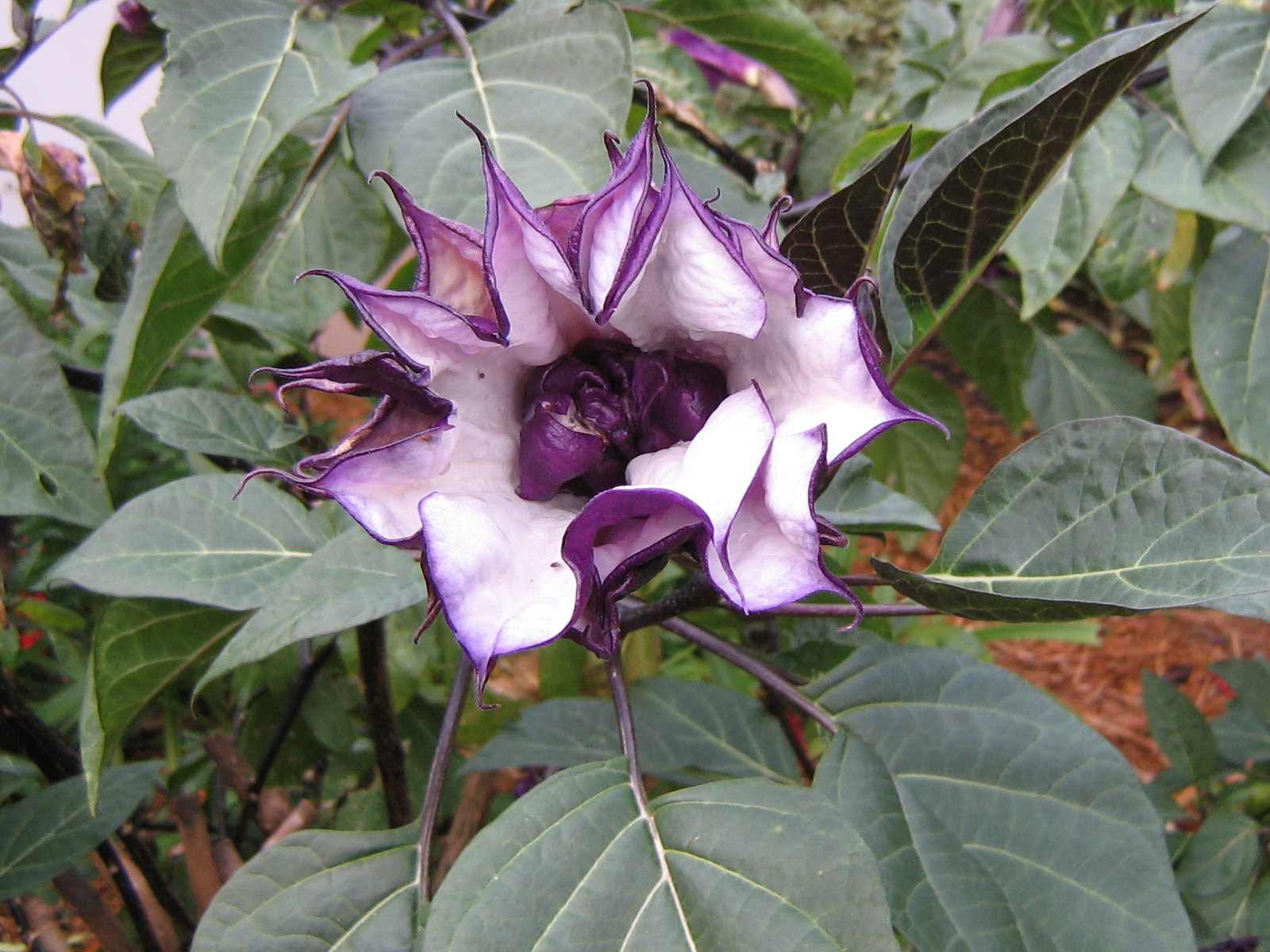 angels-trumpet-ballerina-purple-1595.jpg