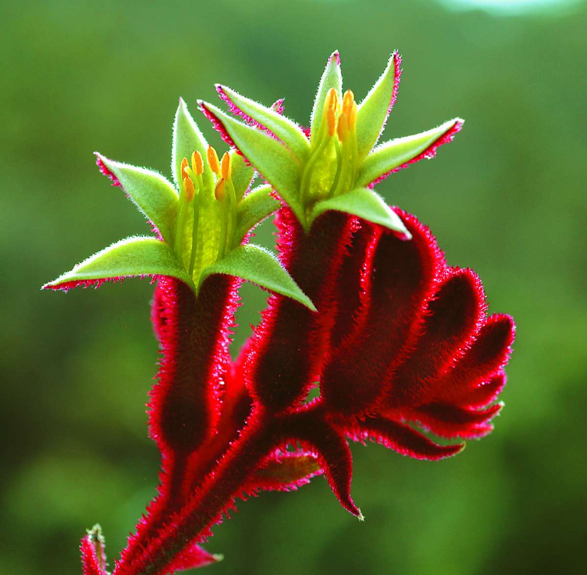 Anigozanthos-Bush-Fury-1.jpg