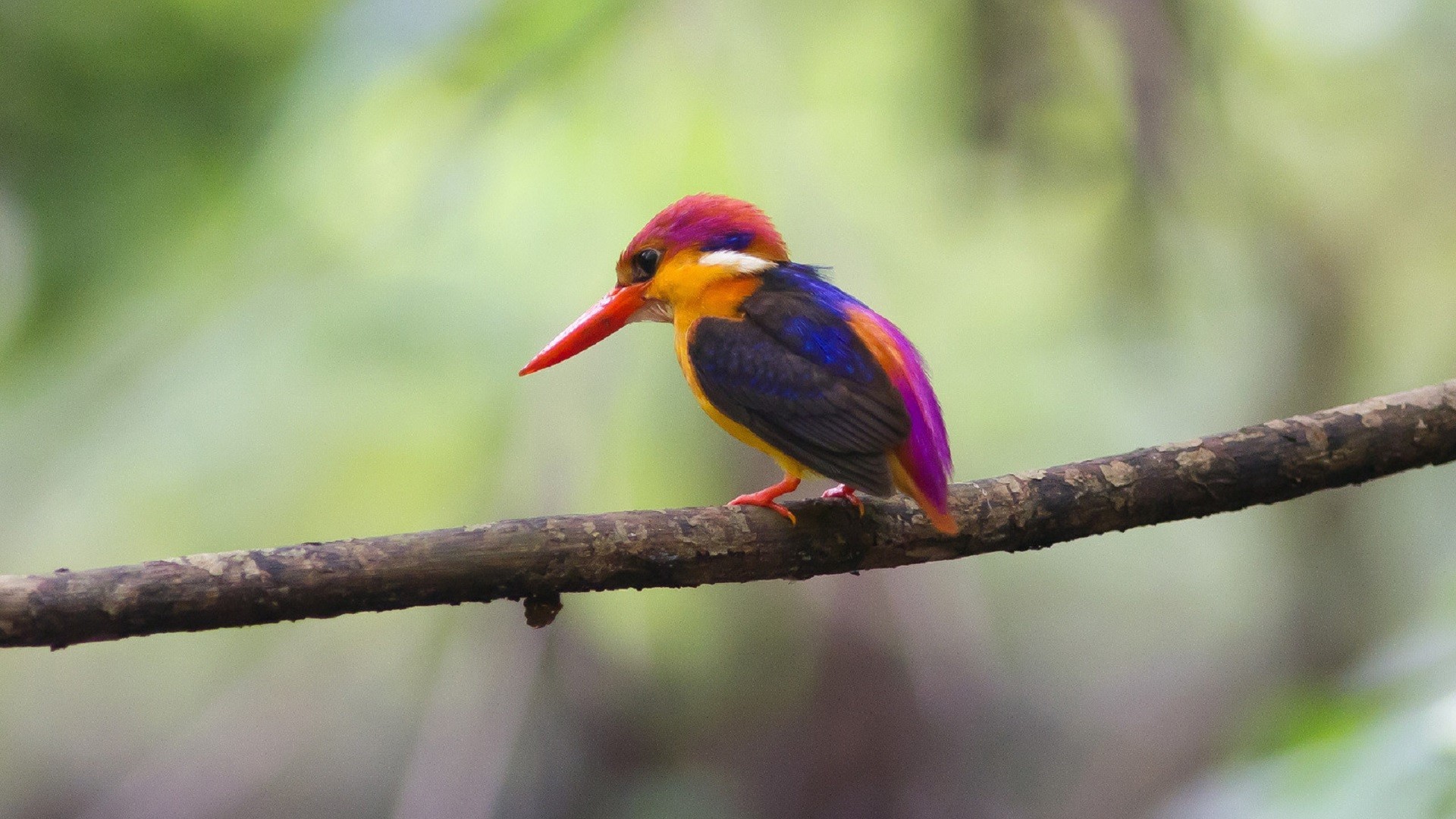 animals-birds-creatures-kingfisher-rare-2797027-1920x1080.jpg