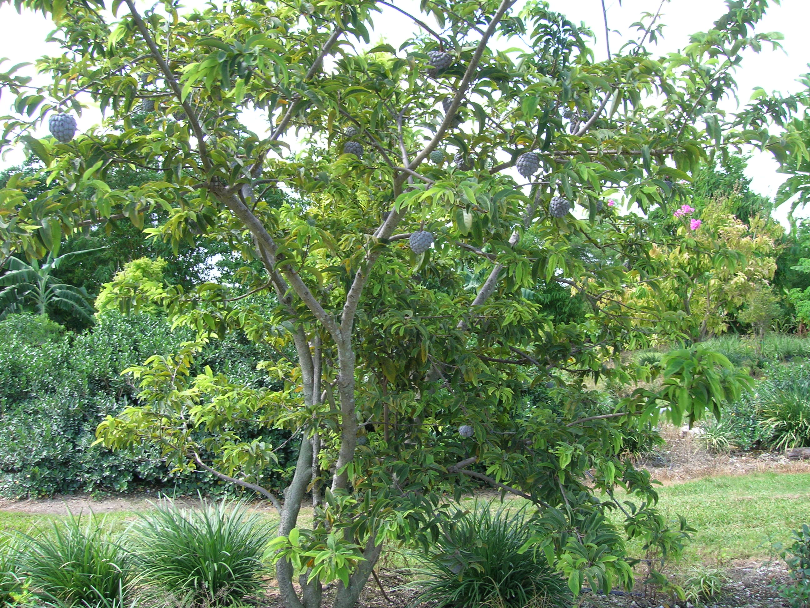 Annona-squamosa-Sugar-Apple-Tree.jpg
