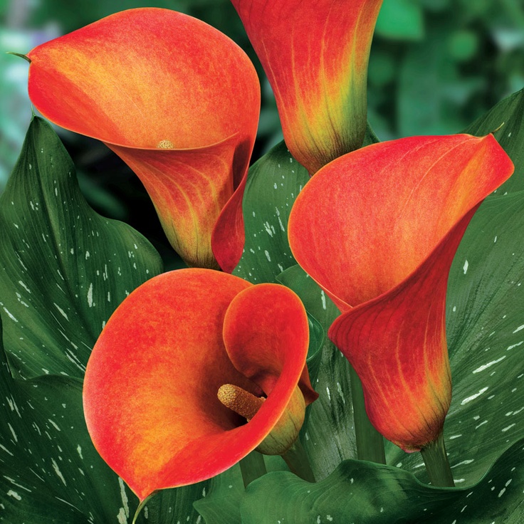 Annual_Calla-Red-Alert.jpg