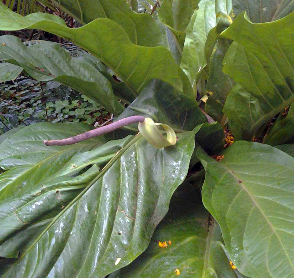 Anthurium-schlechtendalii.jpg