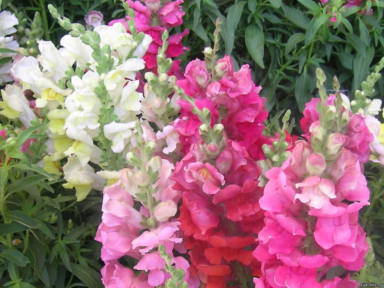 antirrhinum.jpg