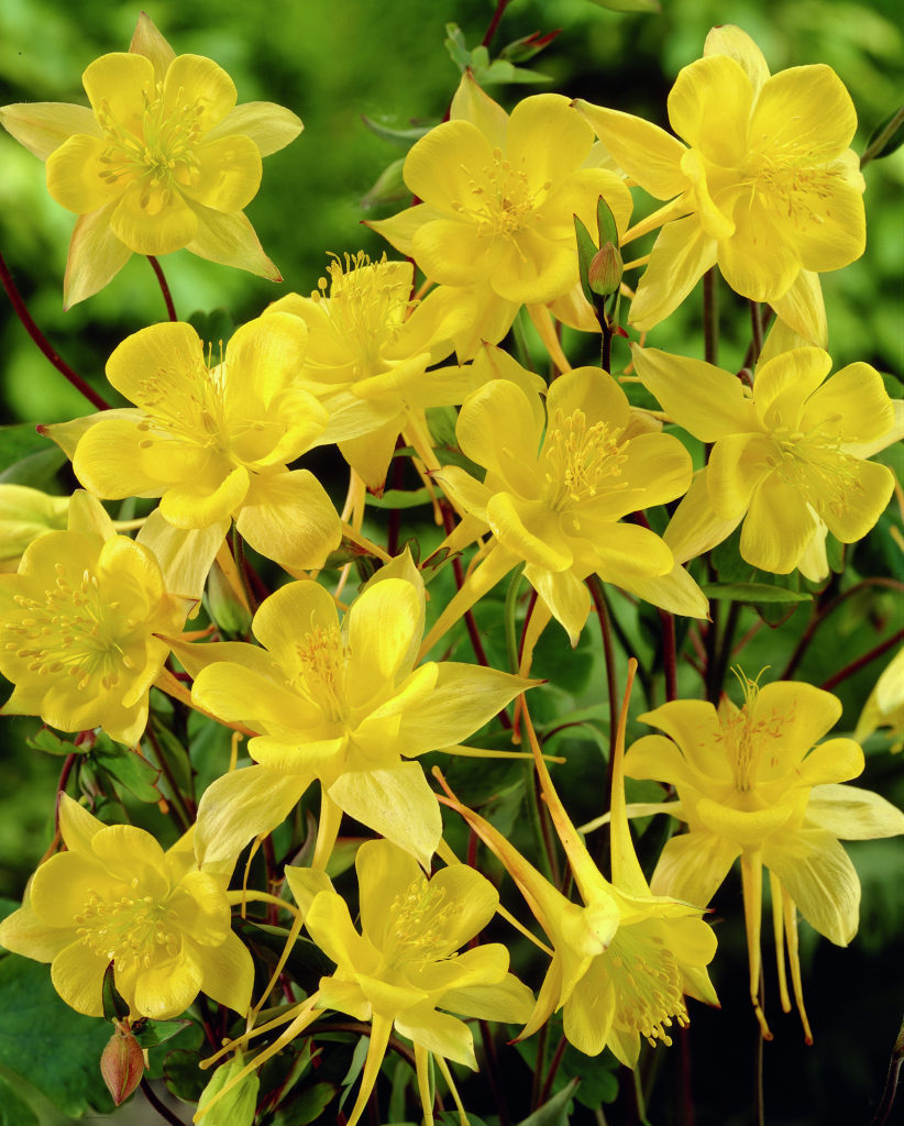 Aquilegia--chrysantha-Yellow-Queen-_32528_1280_1280.jpg